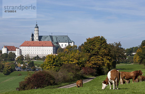 Rinder auf einer Weide  nahe Kloster Neresheim  Ostalbkreis  Baden-Württemberg  Deutschland  Europa