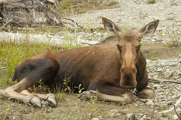 Elchkuh  weiblicher Elch (Alces alces)  hat sich am Ufer des Wind River zum Sterben niedergelegt  Yukon Territorium  Kanada