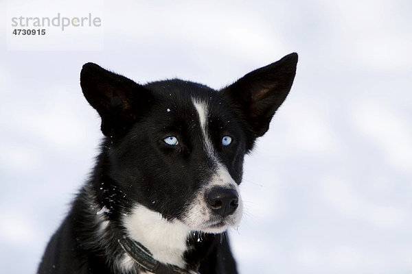 Porträt eines Schlittenhundes  Alaskan Husky Hündin  blaue Augen  Yukon Territorium  Kanada