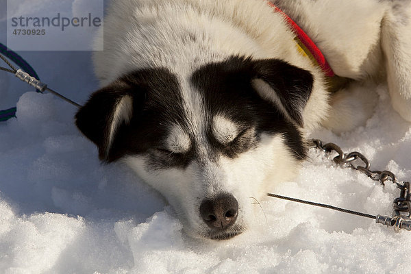Porträt eines Schlittenhundes beim Ausruhen  Schlafen in Schnee bei Sonnenschein  Alaskan Husky  Yukon Territory  Kanada