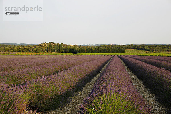 Lavendel  Lavendelanbau  Lavendelfeld bei Le Pegue  Valreas  Vaucluse  Provence  Südfrankreich  Frankreich  Europa