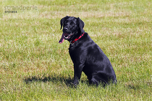 Black Labrador Retriever  young male dog  panting with tongue hanging out  dog sitting  obedience training