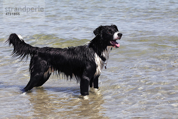 Border Collie Mischling steht am Strand im Wasser