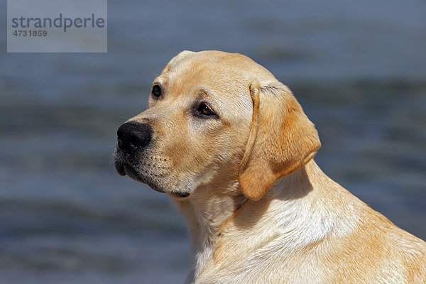 Labrador Retriever Welpe  Portrait