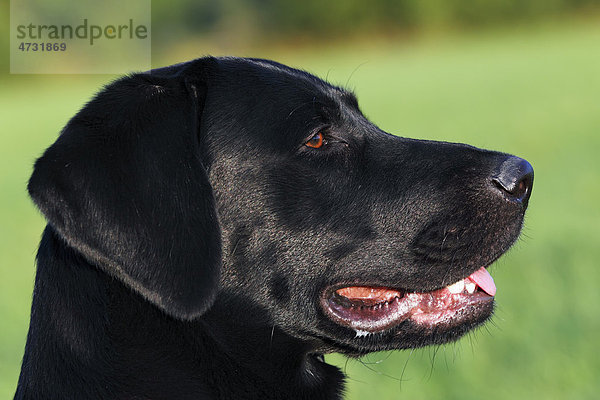 Schwarzer Labrador Retriever (Canis lupus familiaris) Portrait einjähriger Junghund Rüde