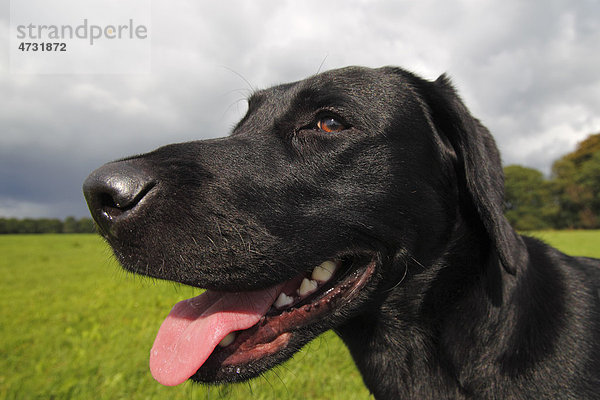 Schwarzer Labrador Retriever  Portrait  einjähriger Junghund  Rüde