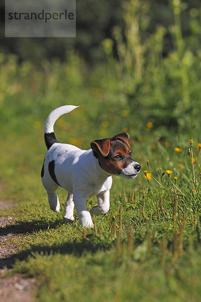 Junger Jack Russell Terrier Welpe  12 Wochen  Rüde