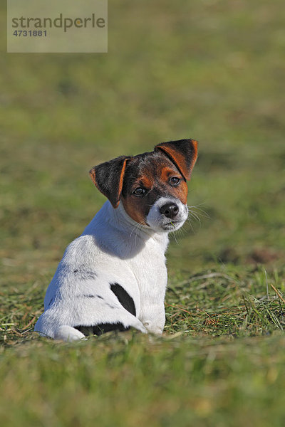 Junger Jack Russell Terrier Welpe  12 Wochen  Rüde