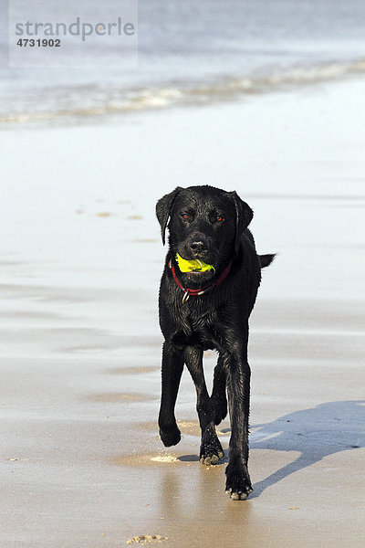 Nasser schwarzer Labrador Retriever mit kaputtem Ball im Maul am Strand  Junghund  Rüde