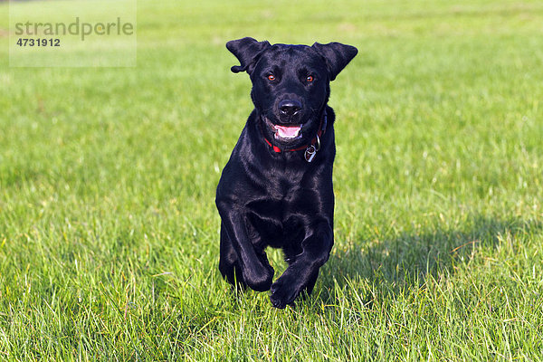 Schwarzer Labrador Retriever läuft über Wiese  Junghund  Rüde