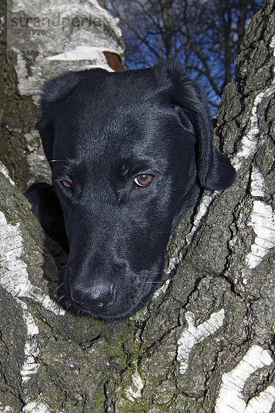 Junger schwarzer Labrador Retriever (Canis lupus familiaris) schaut neugierig durch einen gegabelten Baumstamm  Junghund  Rüde