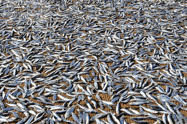Trockenfisch  Fische werden auf Kokosmatten am Strand getrocknet  Negombo  Sri Lanka  Südasien  Asien