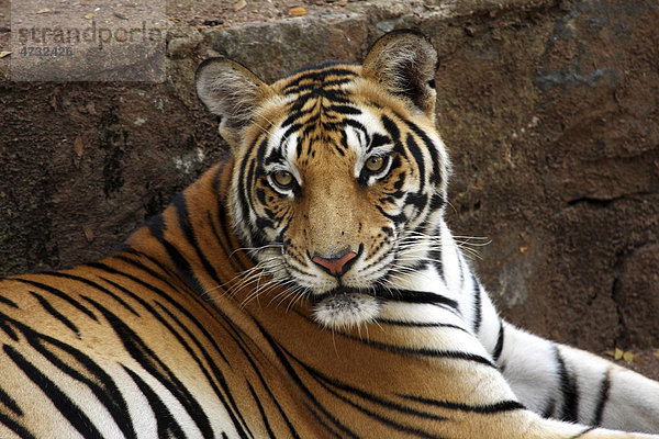 Königstiger (Panthera tigris tigris)  Kerala  Indien  Asien