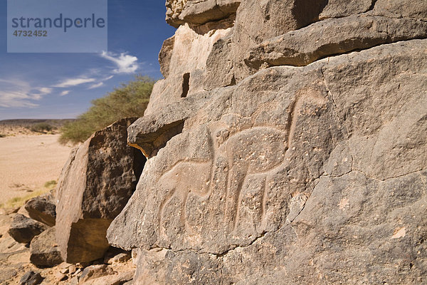 Steingravuren im Wadi Mathendous  Giraffe  Wadi Barjuj  Steinwüste  Libyen  Sahara  Nordafrika  Afrika