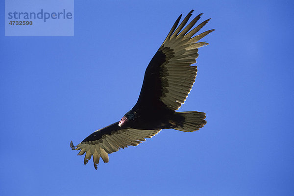 Truthahngeier  Leichenspürvogel (Cathartes aura)  Baja California  Mexiko  Nordamerika