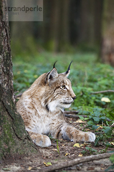 Europäischer Luchs (Lynx lynx)  ruhend  Bayern  Deutschland  Europa