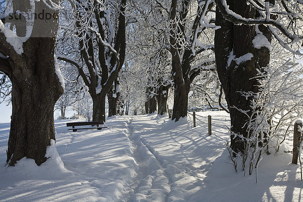 Allee im Schnee  Winterlandschaft bei Iffeldorf  Oberbayern  Bayern  Deutschland  Europa