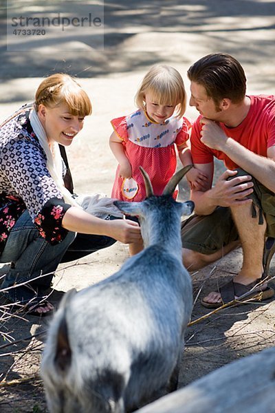 Eltern und Tochter streicheln Ziege im zoo