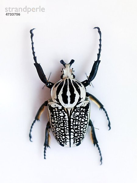 Käfer auf weißem Hintergrund