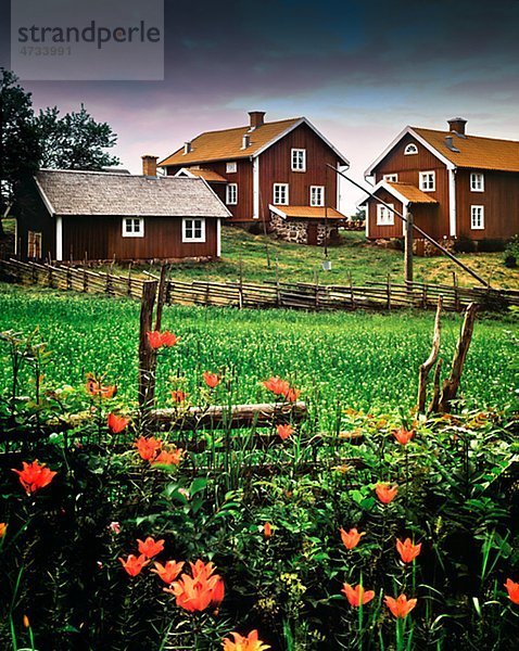 Scandinavian village  flowers on the foreground