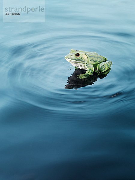 Kunststoff Frosch auf Wasser  erhöhte Ansicht