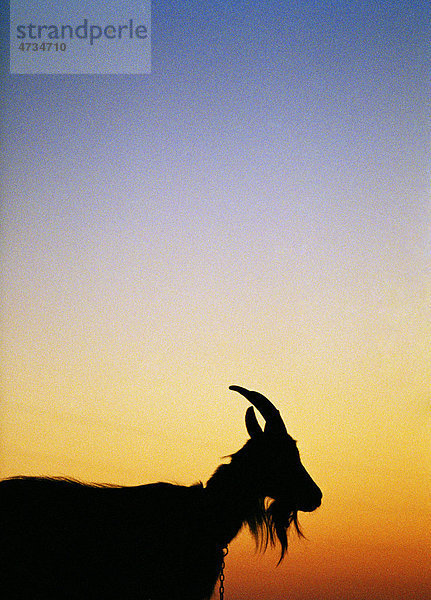 Silhouette der Ziege gegen Abendhimmel