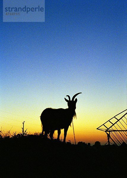 Silhouette der Ziege Standing Landschaft