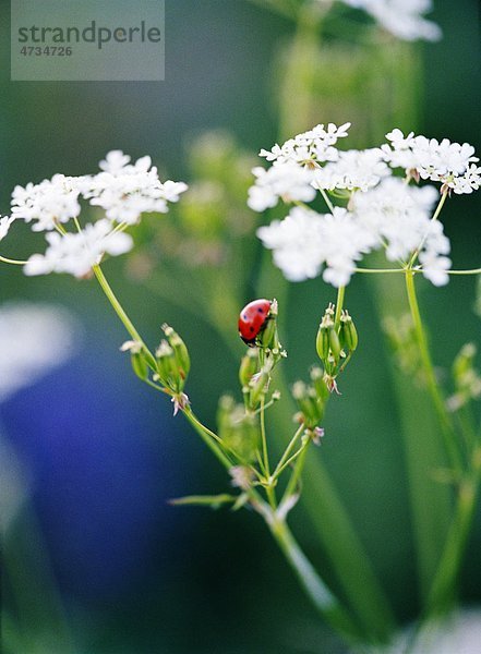 Marienkäfer auf Kuh Petersilie Blume