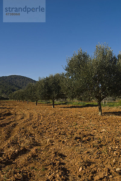 Olivenbaum-Plantage  Tal von San Mateo  Ibiza  Spanien  Europa