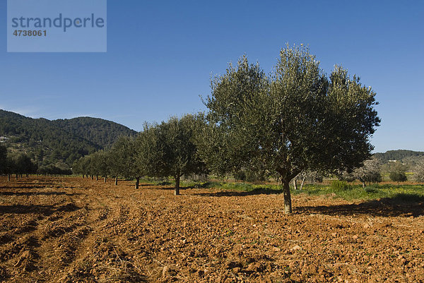 Olivenbaum-Plantage  Tal von San Mateo  Ibiza  Spanien  Europa