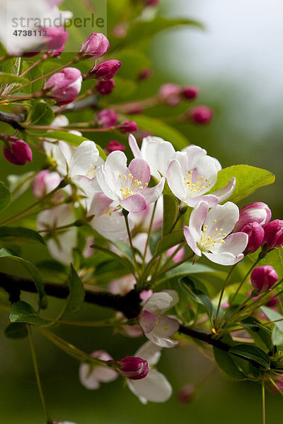 Apfelblüte (Malus domestica)