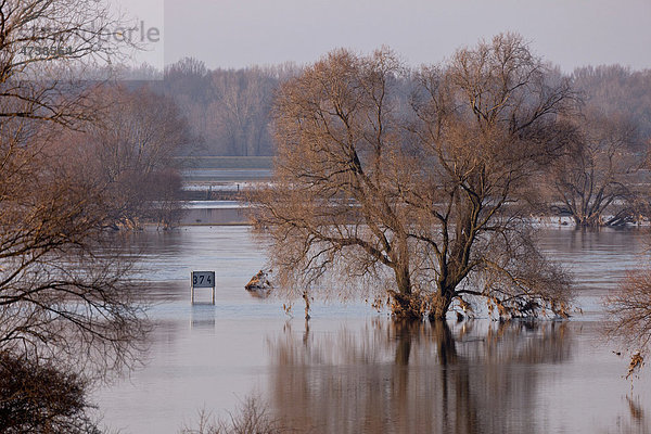 Bäume im Überflutungsgebiet wärend des Elbe-Hochwassers  Ferchland  Sachsen-Anhalt  Deutschland  Europa