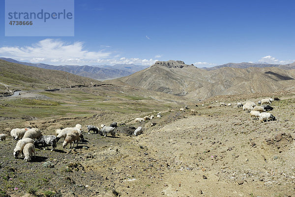 Schafherde  Hochebene  Tra La Pass  Friendship Highway zwischen Shigatse und Lhatse  Tibet  China  Asien