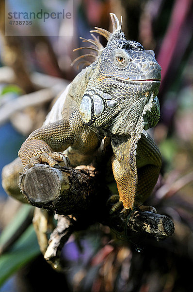 Grüner Leguan (Iguana iguana) im Herbarium des Tierpark Hellabrunn  München  Bayern  Deutschland  Europa