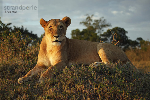 Löwin (Panthera leo) auf Hügel im Abendlicht  Masai Mara  Kenia  Afrika