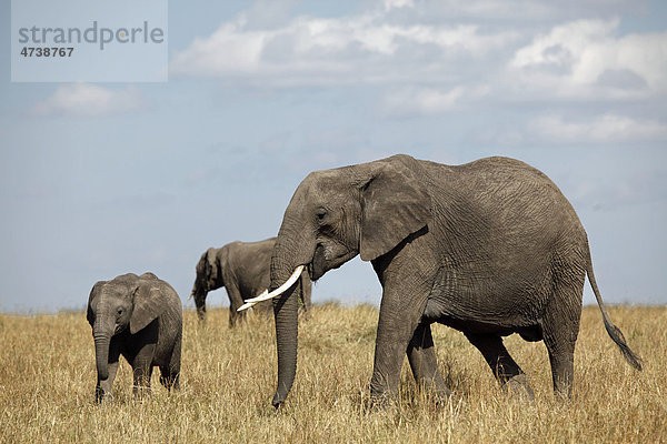 Elefanten (Loxodonta africana)  Elefantenfamilie in der Savanne  Masai Mara  Kenia  Afrika