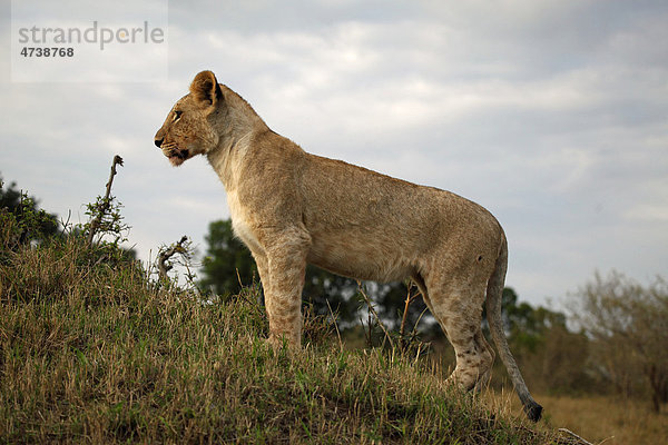 Junger Löwe (Panthera leo) auf Hügel  Masai Mara  Kenia  Afrika