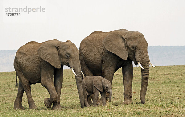 Elefanten (Loxodonta africana) mit Jungtier