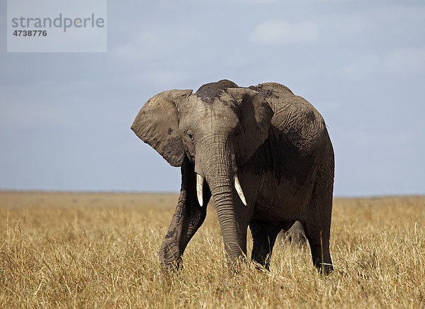 Elefant (Loxodonta africana) in Savanne  Masai Mara  Kenia  Afrika