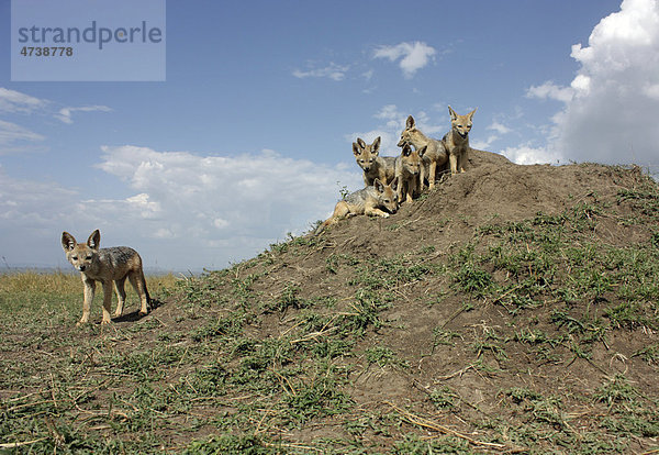 Schabrackenschakale (Canis mesomelas) auf Hügel
