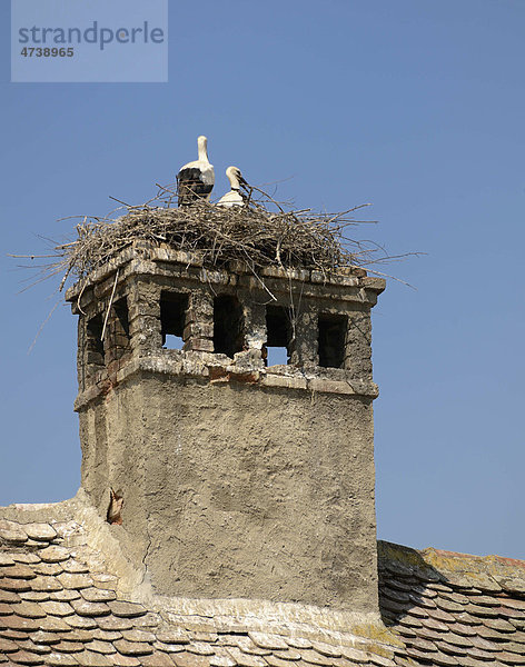 Storchennest  Sibiu  Hermannstadt  Rumänien  Europa