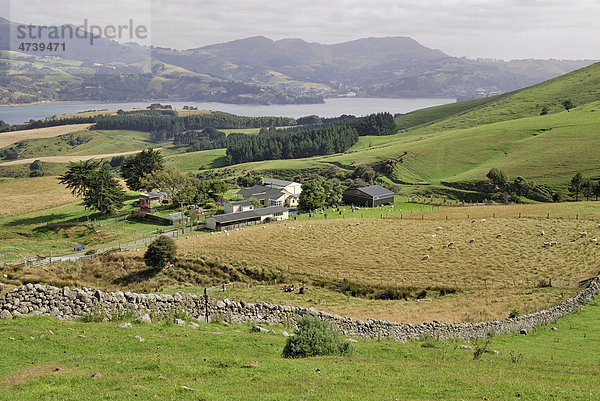 Schaffarm  Otago Peninsula  Castlewood Road  Dunedin  Südinsel  Neuseeland