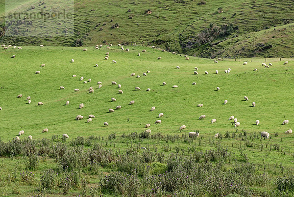 Schafweide  Otago Peninsula  Castlewood Road  Dunedin  Südinsel  Neuseeland