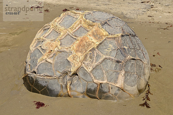 Strukturierte Felskugel am Sandstrand  geologische Formation der Moeraki Boulders  Moeraki  Ostküste  Südinsel  Neuseeland