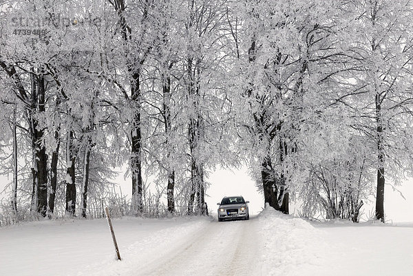 Bäume mit Rauhreif und Auto in winterlicher Nebellandschaft  Fischbachau  Oberbayern  Bayern  Deutschland  Europa