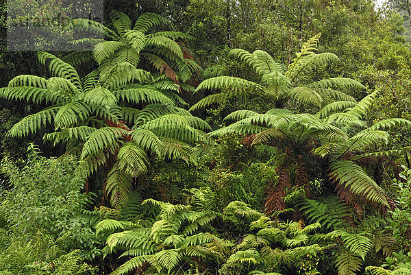 Regenwald mit Baumfarnen zwischen Haast und Jackson Bay  Südinsel  Neuseeland