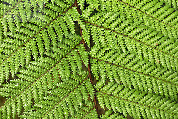 Prickly Shield Fern (Polystichum vestitum)  Lake Matheson  Fox Glacier Township  Südinsel  Neuseeland