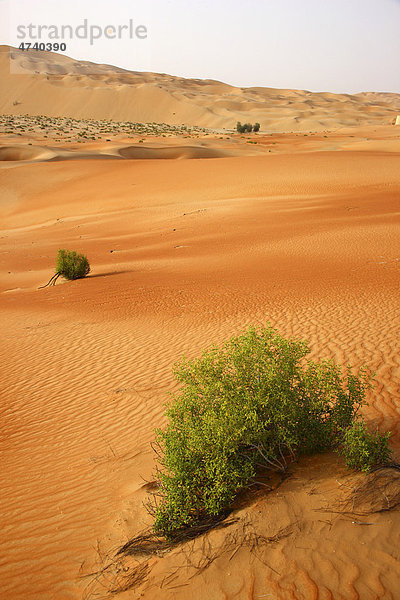 Roter Sand  Sanddünen  in der Empty Quarter genannten Wüste Rub'al-Khali  in der nur vereinzelte Pflanzen überleben  Abu Dhabi  Vereinigte Arabische Emirate  Naher Osten