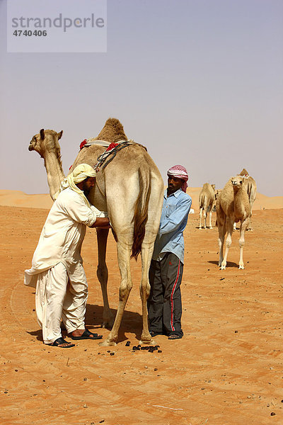Kamel wird gemolken  Kamelfarm  Wüste Rub'al-Khali oder Empty Quarter  Abu Dhabi  Vereinigte Arabische Emirate  Naher Osten
