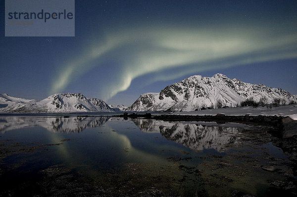 Nordlichter (Aurora borealis)  Lofoten  Nordland  Norwegen  Europa